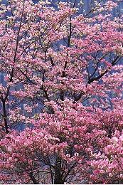 Windows 12发布时间曝光：微软重磅更新